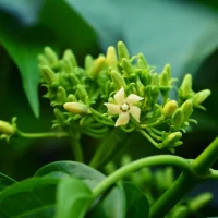 Small yellow flowers on a green climbing vine, the botanical form of gymnema sylvestre